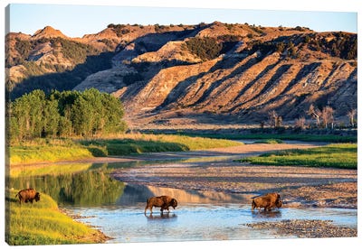 Group Of Roaming Bison (American Buffalo), Little Missouri River, Theodore Roosevelt National Park, North Dakota, USA Canvas Art Print - Chuck Haney