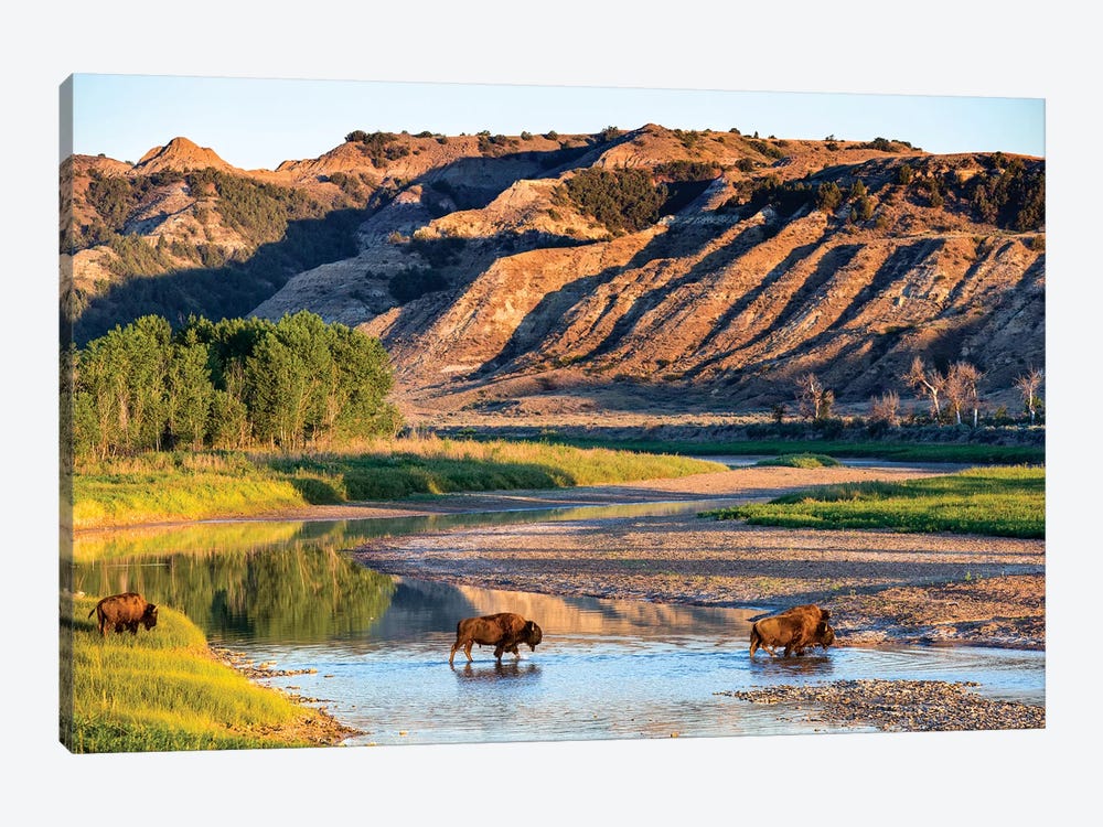 Group Of Roaming Bison (American Buffalo), Little Missouri River, Theodore Roosevelt National Park, North Dakota, USA by Chuck Haney 1-piece Canvas Art