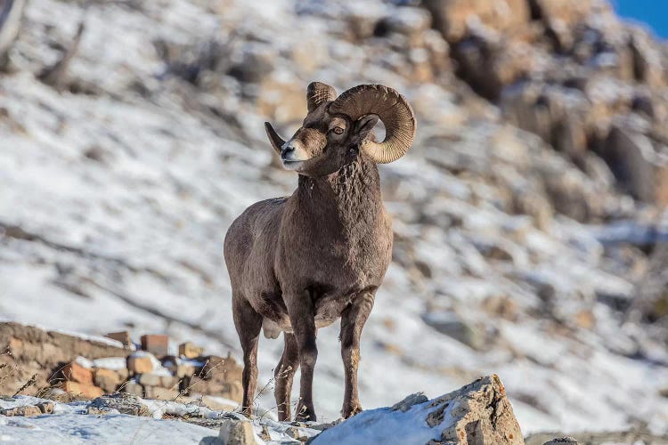 Bighorn sheep ram in early winter in Glacier National Park, Montana, USA