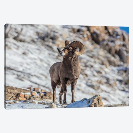 Bighorn sheep ram in early winter in Glacier National Park, Montana, USA Canvas Print #UCK25} by Chuck Haney Canvas Art Print