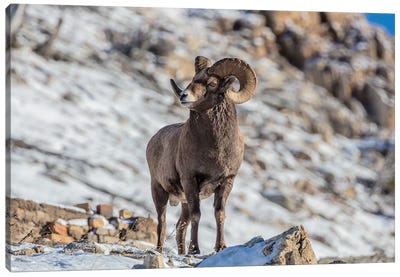 Bighorn sheep ram in early winter in Glacier National Park, Montana, USA Canvas Art Print