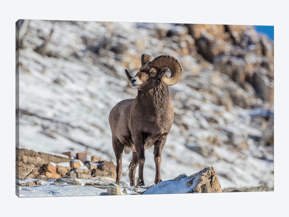 Bighorn sheep ram in early winter in Glacier National Park, Montana, USA by Chuck Haney 1-piece Canvas Art Print