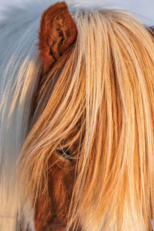 Icelandic horses in south Iceland I