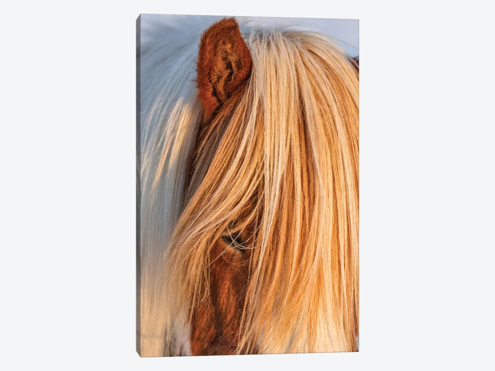 Icelandic horses in south Iceland I by Chuck Haney 1-piece Canvas Wall Art