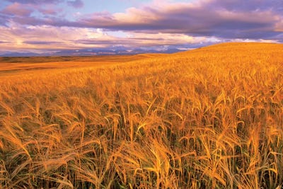 Barley Field, Dupuyer, Pondera County, Montana, USA by Chuck Haney canvas print