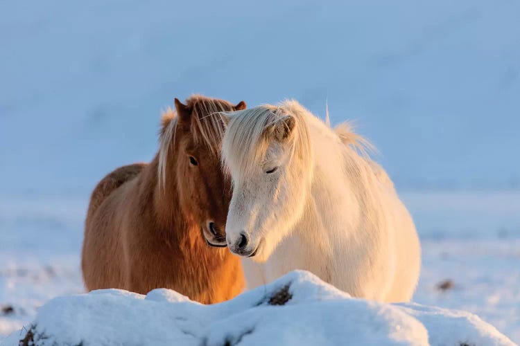 Icelandic horses in south Iceland II