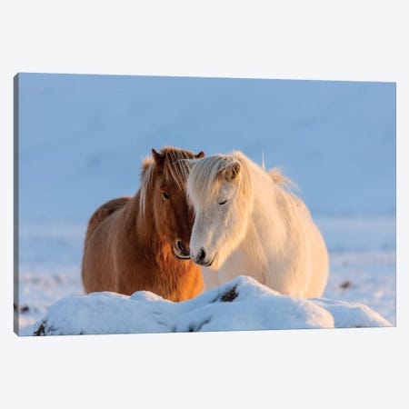 Icelandic horses in south Iceland II Canvas Print #UCK40} by Chuck Haney Canvas Art