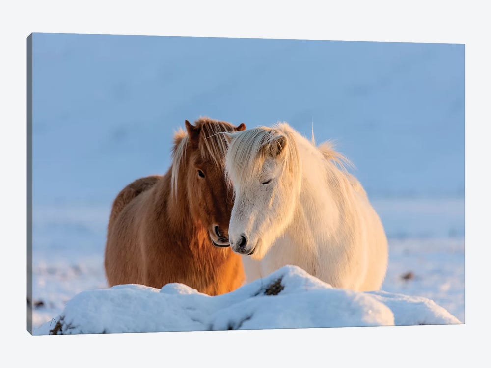 Icelandic horses in south Iceland II by Chuck Haney 1-piece Canvas Artwork