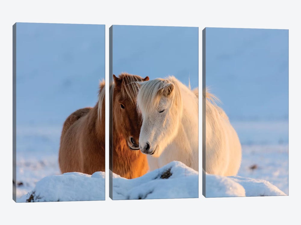 Icelandic horses in south Iceland II by Chuck Haney 3-piece Canvas Wall Art