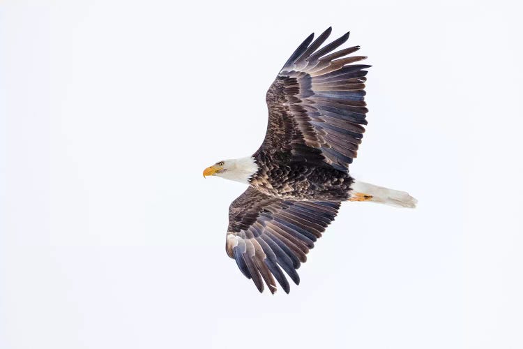 Mature bald eagle in flight at Ninepipe WMA, Ronan, Montana, USA