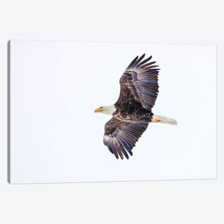 Mature bald eagle in flight at Ninepipe WMA, Ronan, Montana, USA Canvas Print #UCK42} by Chuck Haney Canvas Wall Art