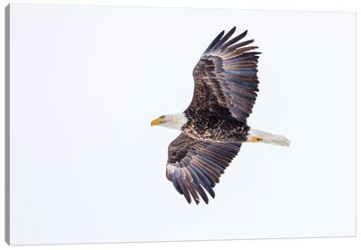 Mature bald eagle in flight at Ninepipe WMA, Ronan, Montana, USA Canvas Art Print - Chuck Haney