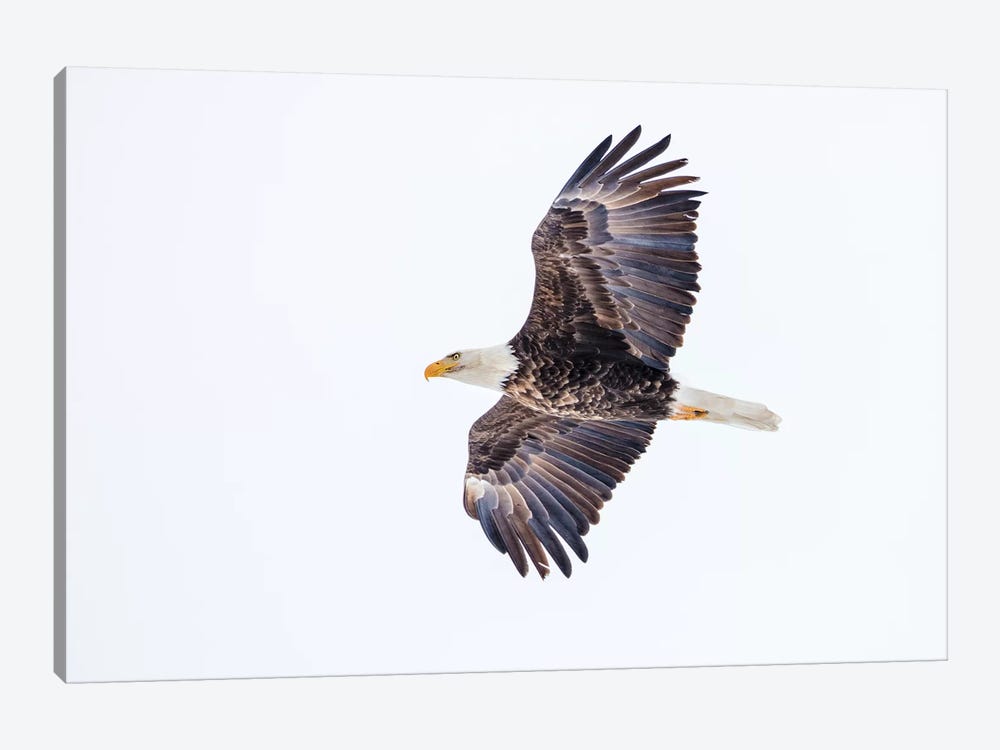 Mature bald eagle in flight at Ninepipe WMA, Ronan, Montana, USA by Chuck Haney 1-piece Canvas Wall Art