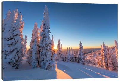Setting sun through forest of snow ghosts at Whitefish, Montana, USA Canvas Art Print - Tree Close-Up Art