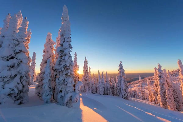 Nature Close-Ups: Setting sun through forest of snow ghosts at Whitefish, Montana, USA by Chuck Haney
