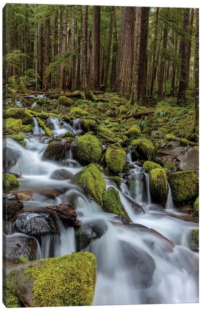 Small lush creek, Sol Duc Valley, Olympic National Park, Washington State, USA Canvas Art Print - Waterfall Art