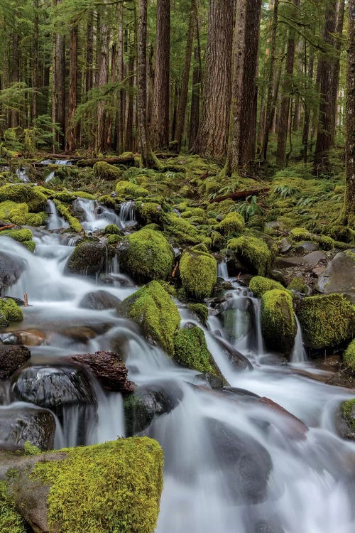 Small lush creek, Sol Duc Valley, Olympic National Park, Washington State, USA