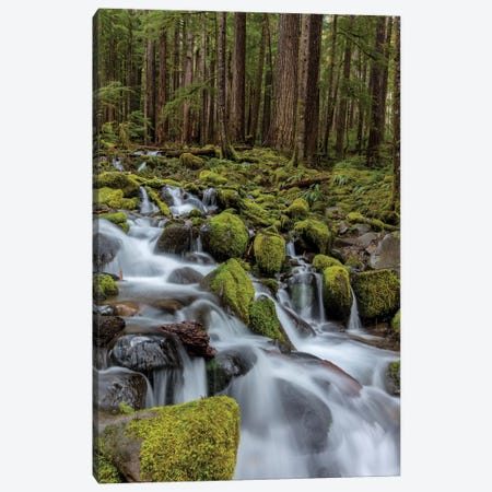 Small lush creek, Sol Duc Valley, Olympic National Park, Washington State, USA Canvas Print #UCK49} by Chuck Haney Canvas Art