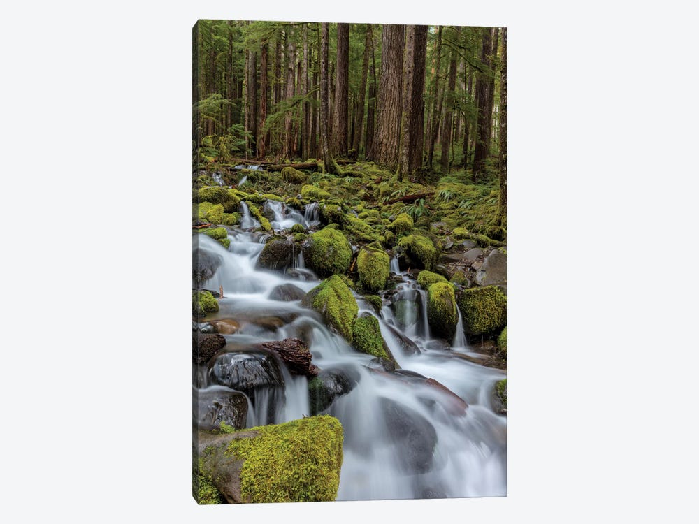 Small lush creek, Sol Duc Valley, Olympic National Park, Washington State, USA by Chuck Haney 1-piece Canvas Art Print