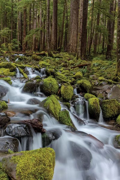 Washington: Small lush creek, Sol Duc Valley, Olympic National Park, Washington State, USA by Chuck Haney