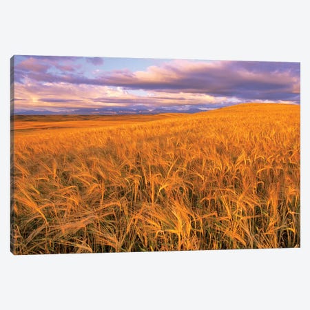 Barley Field, Dupuyer, Pondera County, Montana, USA Canvas Print #UCK4} by Chuck Haney Canvas Art Print