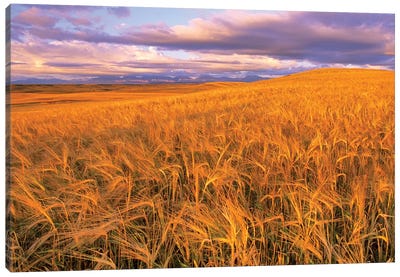 Barley Field, Dupuyer, Pondera County, Montana, USA Canvas Art Print - Field, Grassland & Meadow Art
