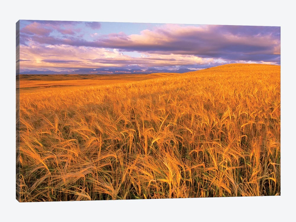 Barley Field, Dupuyer, Pondera County, Montana, USA by Chuck Haney 1-piece Canvas Artwork