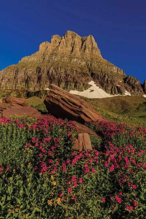 Wildflowers with Mount Reynolds, Logan Pass, Glacier National Park, Montana, USA I