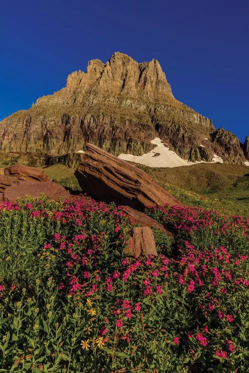 Wildflowers with Mount Reynolds I, Logan Pass, Glacier National Park, Montana, USA
