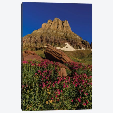 Wildflowers with Mount Reynolds, Logan Pass, Glacier National Park, Montana, USA I Canvas Print #UCK55} by Chuck Haney Canvas Wall Art