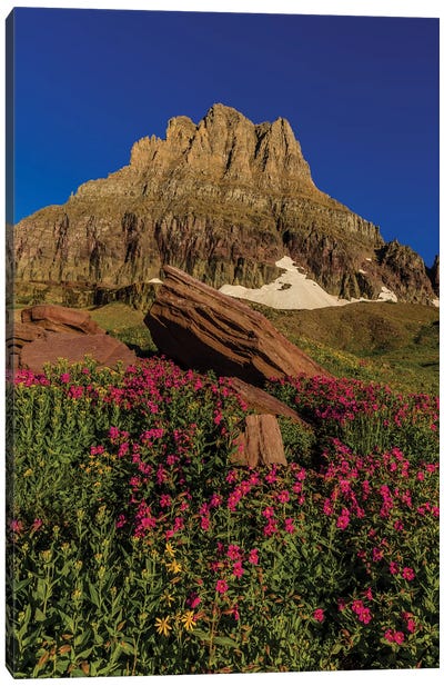 Wildflowers with Mount Reynolds, Logan Pass, Glacier National Park, Montana, USA I Canvas Art Print - Glacier National Park Art