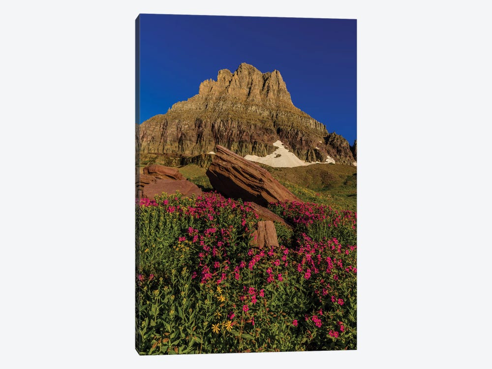 Wildflowers with Mount Reynolds, Logan Pass, Glacier National Park, Montana, USA I by Chuck Haney 1-piece Canvas Artwork