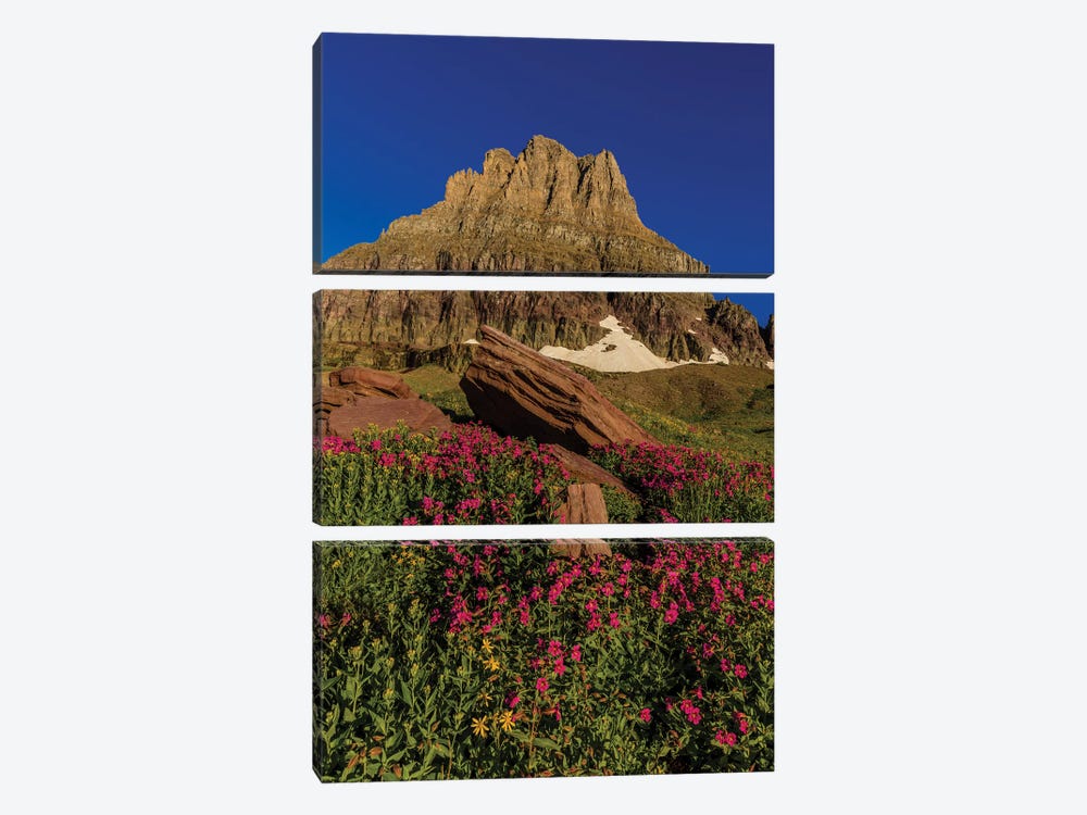 Wildflowers with Mount Reynolds, Logan Pass, Glacier National Park, Montana, USA I by Chuck Haney 3-piece Canvas Artwork