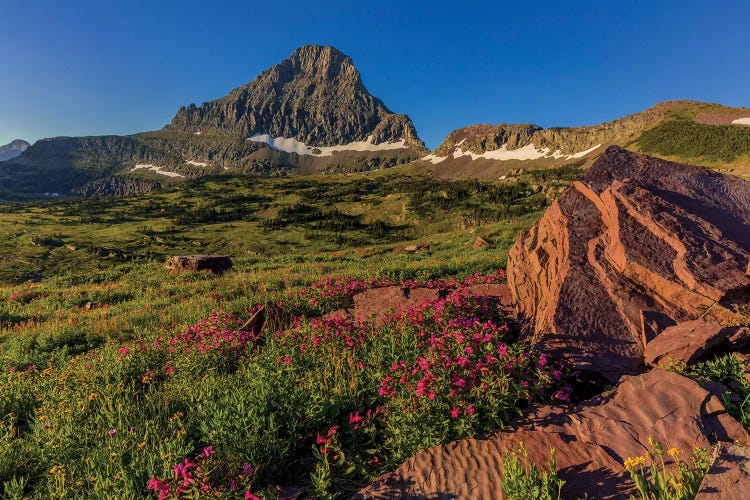 Wildflowers with Mount Reynolds II, Logan Pass, Glacier National Park, Montana, USA
