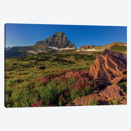 Wildflowers with Mount Reynolds, Logan Pass, Glacier National Park, Montana, USA II Canvas Print #UCK56} by Chuck Haney Canvas Artwork