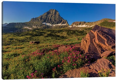 Wildflowers with Mount Reynolds, Logan Pass, Glacier National Park, Montana, USA II Canvas Art Print - Glacier National Park Art