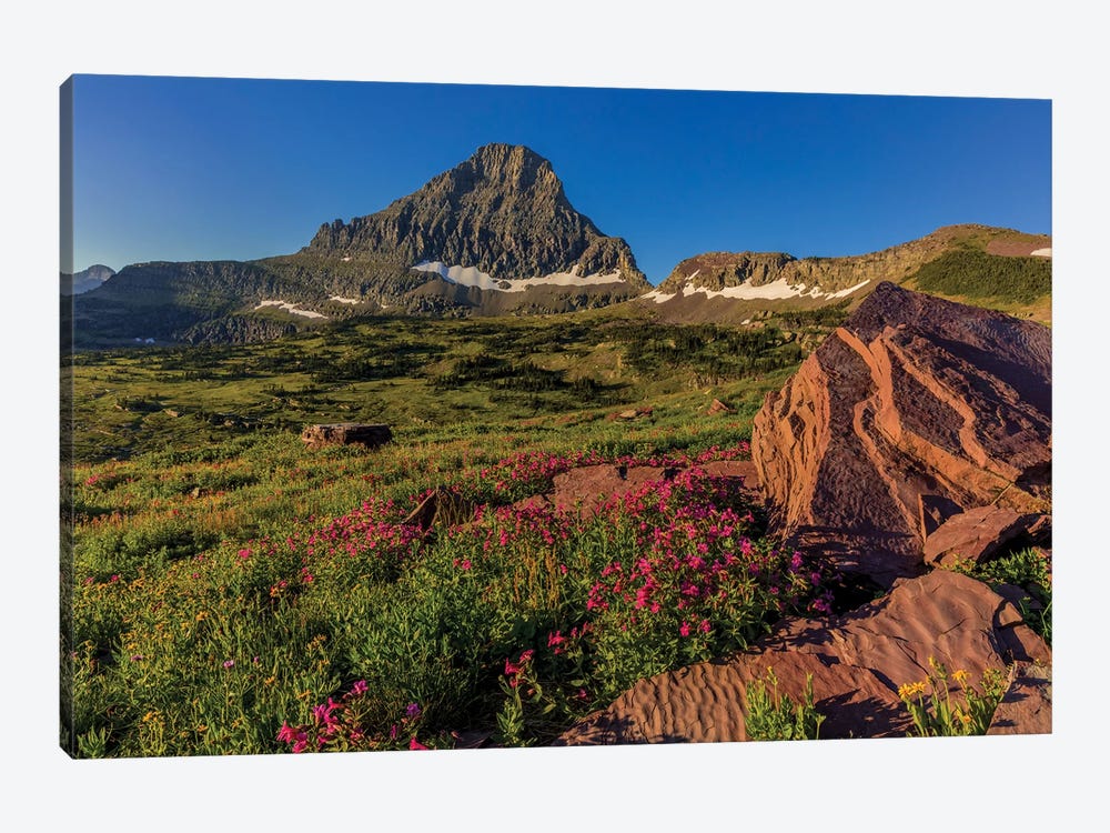 Wildflowers with Mount Reynolds, Logan Pass, Glacier National Park, Montana, USA II by Chuck Haney 1-piece Art Print