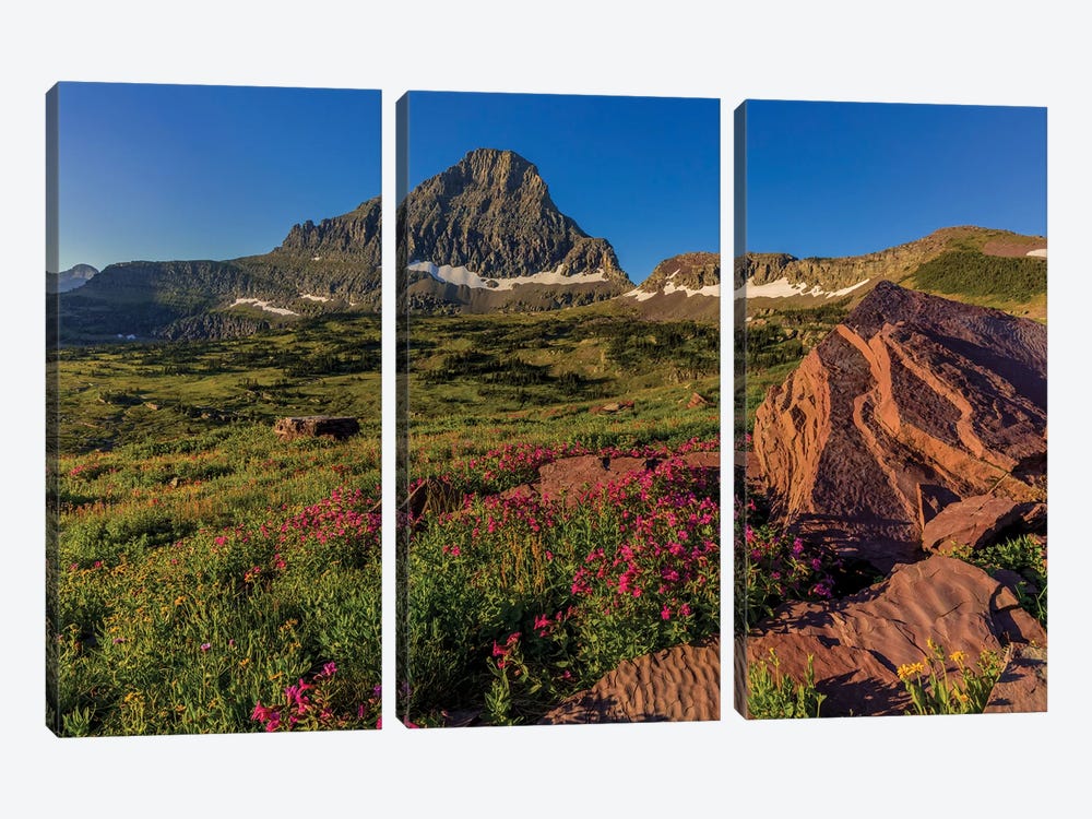 Wildflowers with Mount Reynolds, Logan Pass, Glacier National Park, Montana, USA II by Chuck Haney 3-piece Canvas Art Print