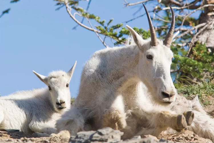 Mountain Goat Nanny With Kid In Glacier National Park In Montana