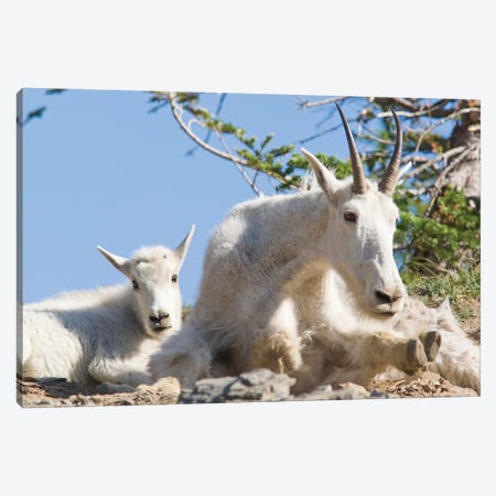 Mountain Goat Nanny With Kid In Glacier National Park In Montana Canvas Print #UCK58} by Chuck Haney Canvas Art Print