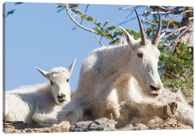 Mountain Goat Nanny With Kid In Glacier National Park In Montana Canvas Art Print - Chuck Haney