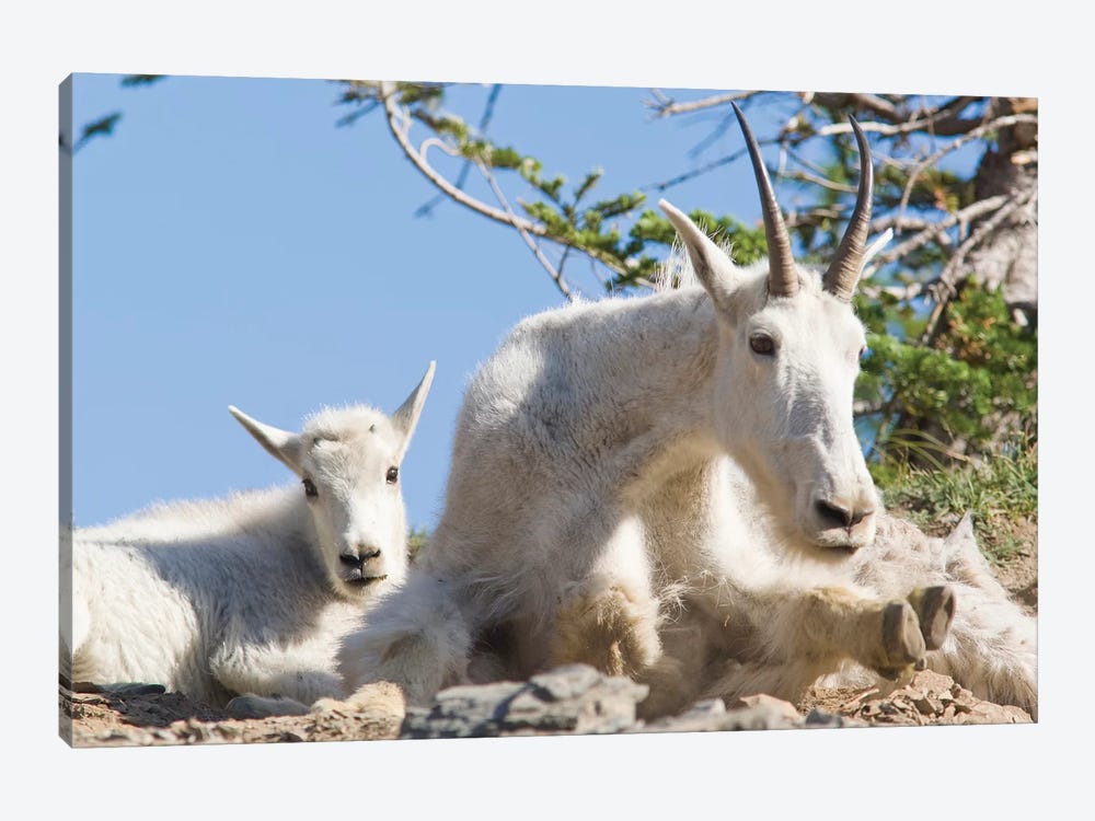 Mountain Goat Nanny With Kid In Glacier National Park In Montana by Chuck Haney 1-piece Art Print
