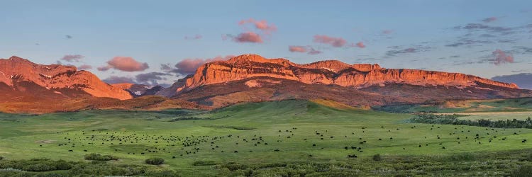 Beef cattle graze below Walling Reef on the Rocky Mountain Front at sunrise near Dupuyer, Montana