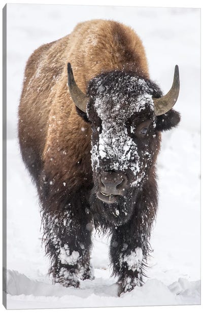 Bison bull with snowy face in Yellowstone National Park, Wyoming, USA Canvas Art Print - Danita Delimont Photography
