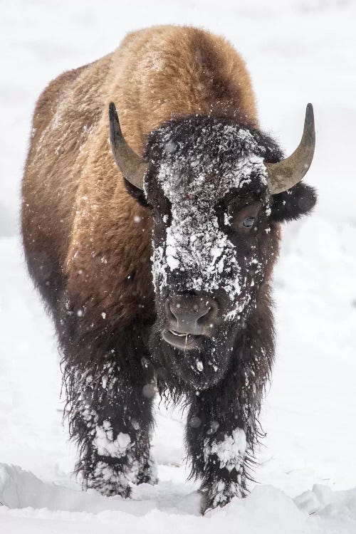 Bison bull with snowy face in Yellowstone National Park, Wyoming, USA