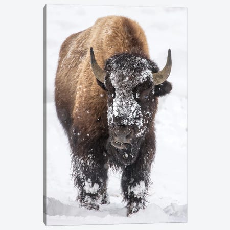 Bison bull with snowy face in Yellowstone National Park, Wyoming, USA Canvas Print #UCK60} by Chuck Haney Canvas Artwork