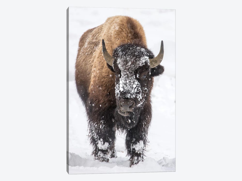 Bison bull with snowy face in Yellowstone National Park, Wyoming, USA by Chuck Haney 1-piece Canvas Art