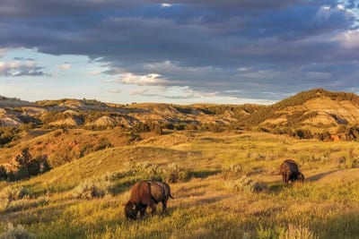 Bison grazing in badlands in Theodore Roosevelt National Park, North Dakota, USA by Chuck Haney metal wall art