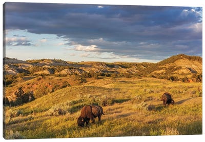 Bison grazing in badlands in Theodore Roosevelt National Park, North Dakota, USA Canvas Art Print - Chuck Haney
