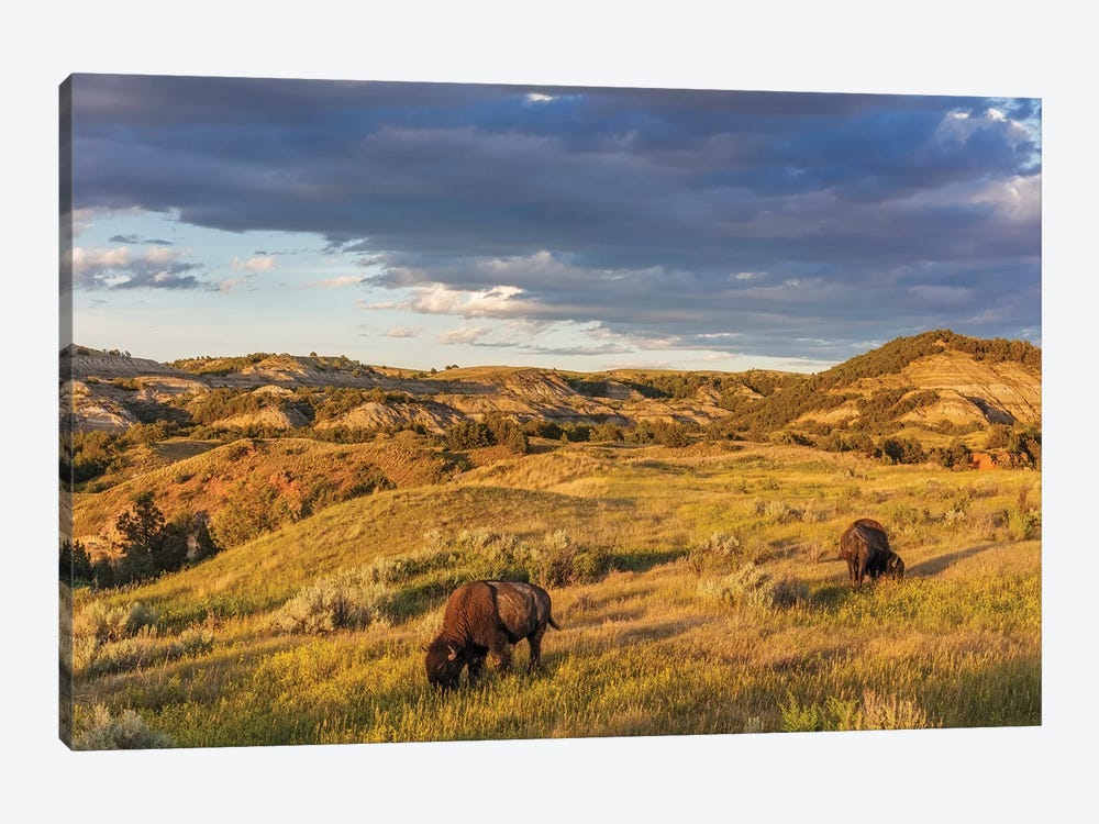 Bison grazing in badlands in Theodore Roosevelt National Park, North Dakota, USA by Chuck Haney 1-piece Canvas Art Print